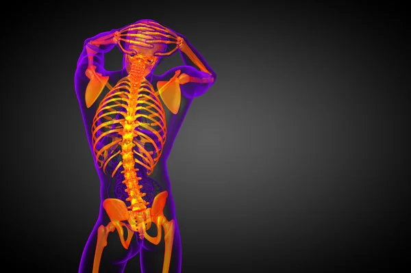 3D göra medicinsk illustration av skelett ben — Stockfoto