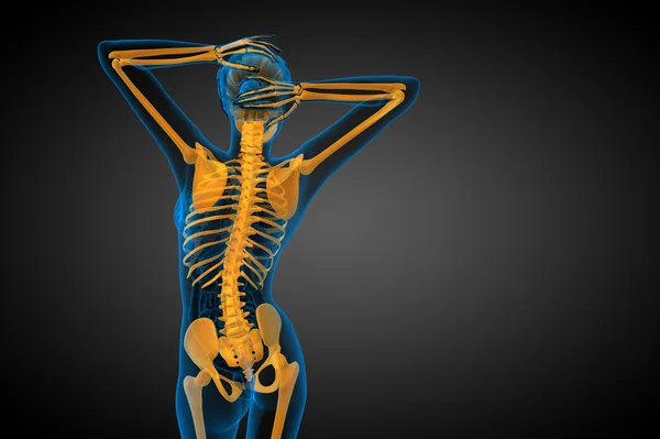 3d render medical illustration of the skeleton bone — Stock Photo, Image