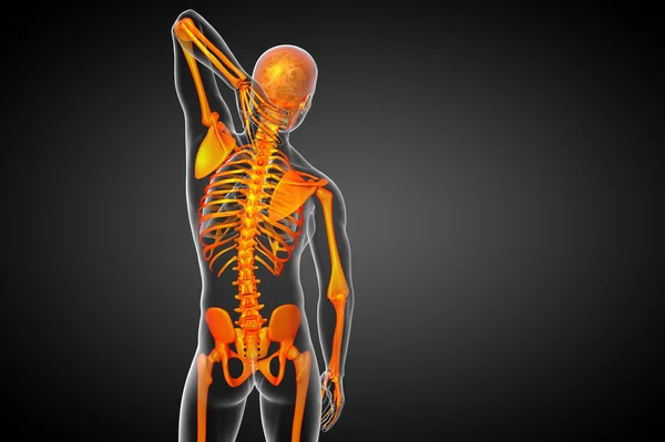 3d render medical illustration of the skeleton bone — Stock Photo, Image