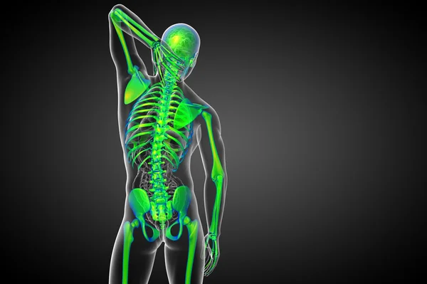 3d render medical illustration of the skeleton bone — Stock Photo, Image