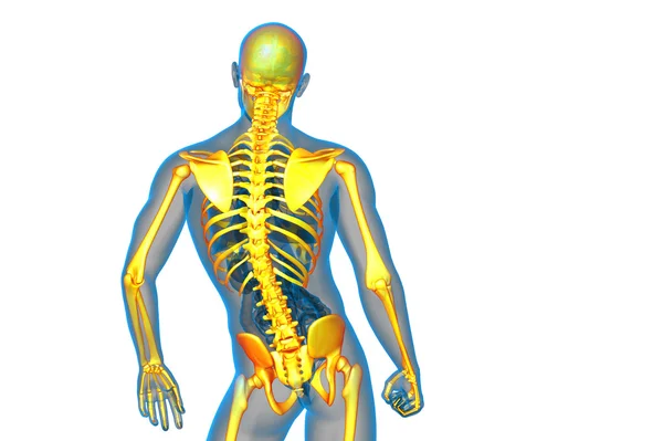 3D göra medicinsk illustration av skelett ben — Stockfoto