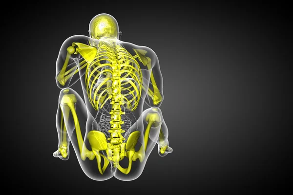 3D Darstellung des Skelettknochens — Stockfoto