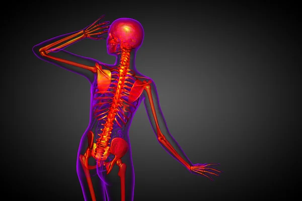 3d render medical illustration of the skeleton bone — Stock Photo, Image