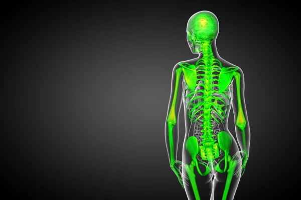 3D Darstellung des Skelettknochens — Stockfoto