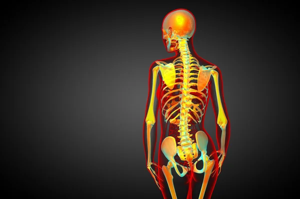 3D göra medicinsk illustration av skelett ben — Stockfoto