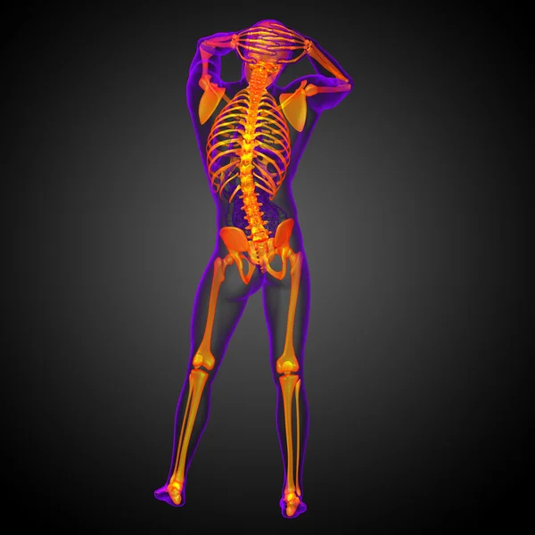 해골 뼈의 3 차원 렌더링 의료 일러스트 — 스톡 사진