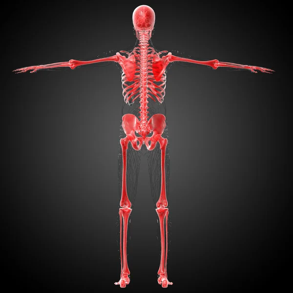 3d render medical illustration of the skeleton bone — Stock Photo, Image