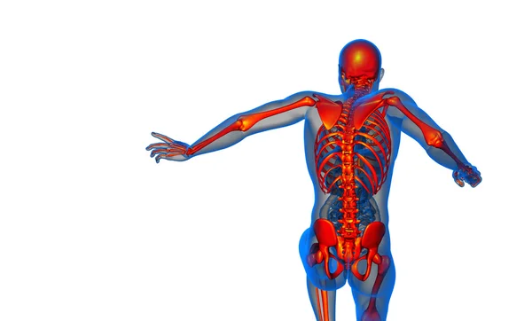 3d визуализировать медицинскую иллюстрацию скелетной кости — стоковое фото