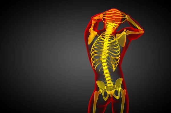 3d render medical illustration of the skeleton bone — Stock Photo, Image