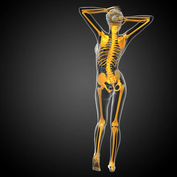 3d renderizar ilustração médica do osso esqueleto — Fotografia de Stock