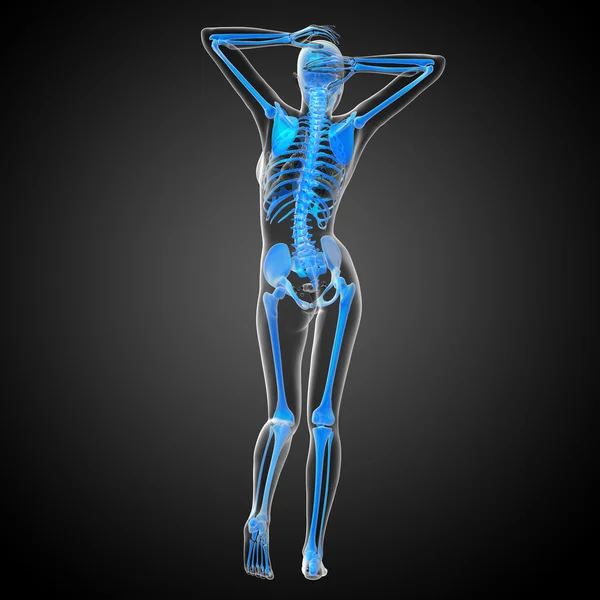 3d render medical illustration of the skeleton bone — Stock Photo, Image