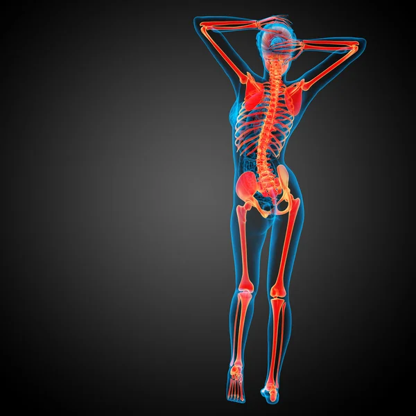 3D göra medicinsk illustration av skelett ben — Stockfoto