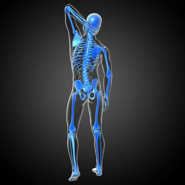 3D render ilustracja kości szkieletu — Zdjęcie stockowe