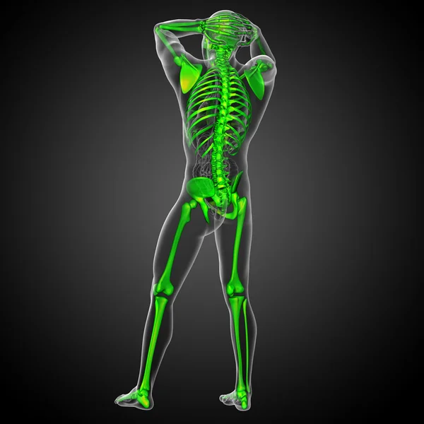 3d render medical illustration of the skeleton bone — Stock Photo, Image