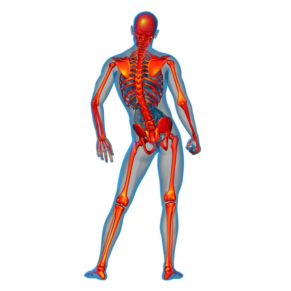 3d rendere illustrazione medica dello scheletro osseo — Foto Stock