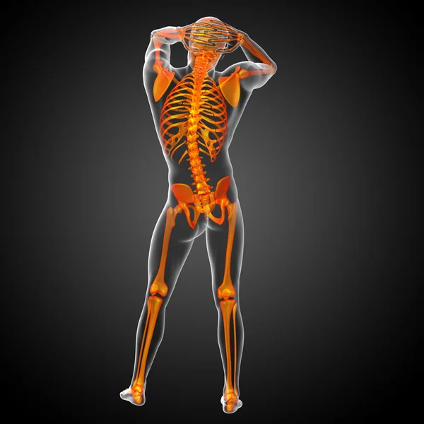 3d render medical illustration of the skeleton bone — Stock Photo, Image