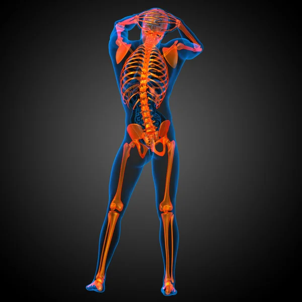 3d gøre medicinsk illustration af skelettet knogle - Stock-foto