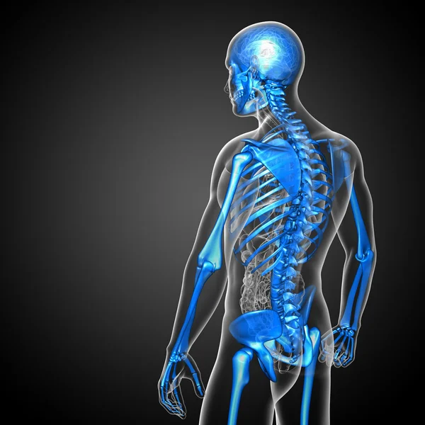 3d render medical illustration of the skeleton bone — Stock Photo, Image