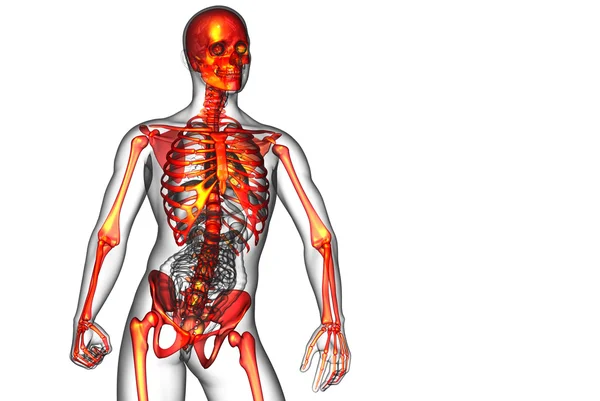 Illustration médicale du squelette en 3D — Photo