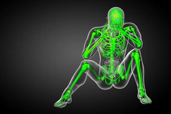 3d render medical illustration of the skeleton bone — Stock Photo, Image