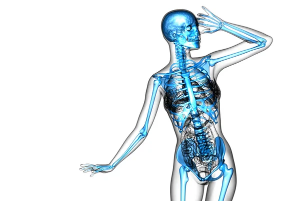 3d render medical illustration of the skeleton bone — Stock Photo, Image