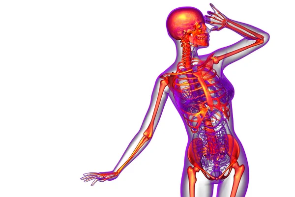 Illustration médicale du squelette en 3D — Photo