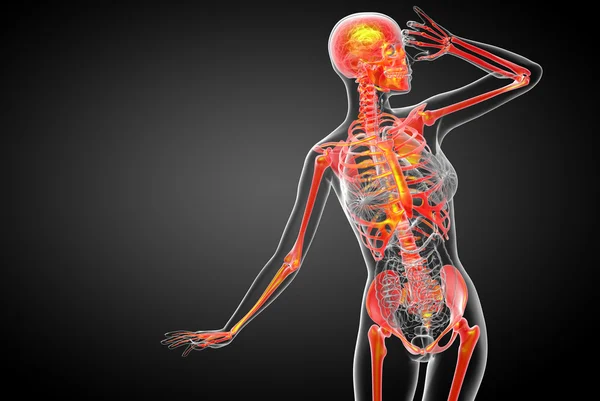 3d render medical illustration of the skeleton bone — Stock Photo, Image