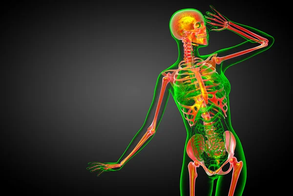 3D render ilustracja kości szkieletu — Zdjęcie stockowe