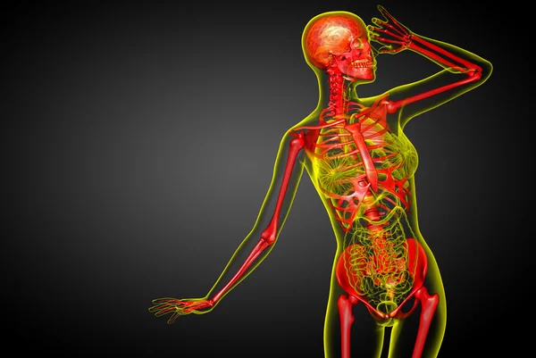 3d render medical illustration of the skeleton bone — Stock Photo, Image