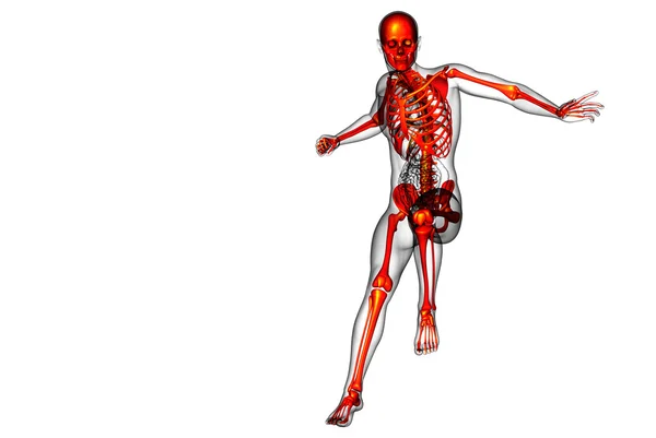 3D καθιστούν ιατρική απεικόνιση του οστού σκελετός — Φωτογραφία Αρχείου