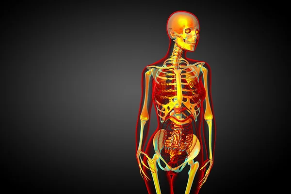 Illustration médicale du squelette en 3D — Photo