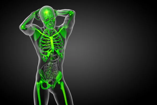 3d render medical illustration of the skeleton bone — Stock Photo, Image