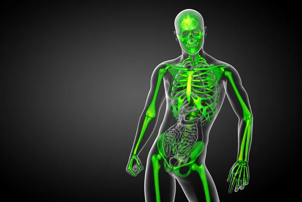 3d render medical illustration of the skeleton bone — Stock Photo, Image