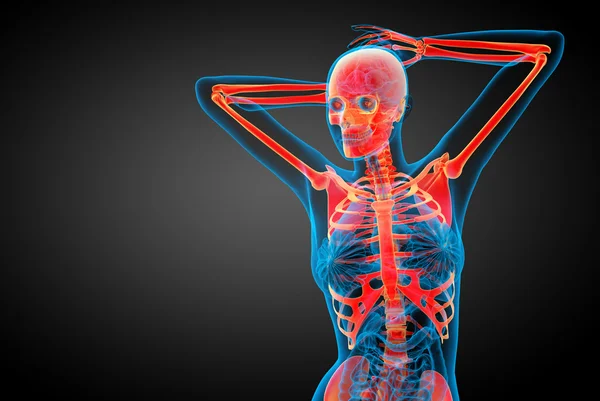 Illustration médicale du squelette en 3D — Photo