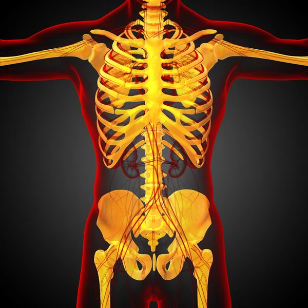 3D göra medicinsk illustration av skelett ben — Stockfoto