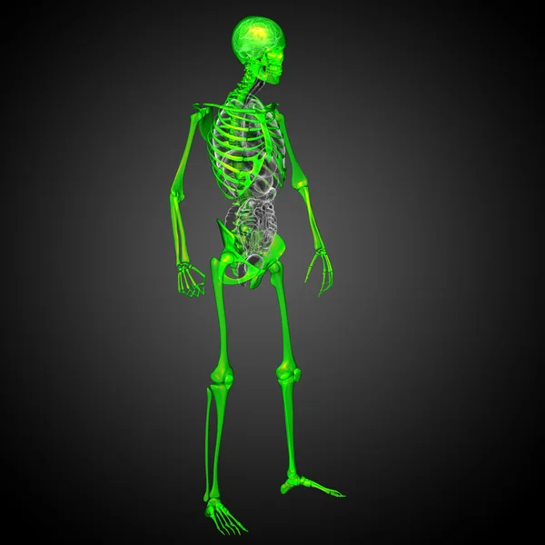 3d render medical illustration of the skeleton bone — Stock Photo, Image