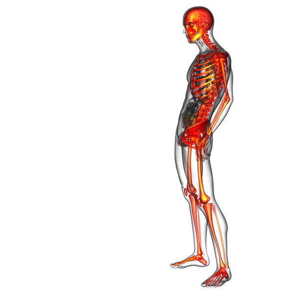 3d rendere illustrazione medica dello scheletro osseo — Foto Stock