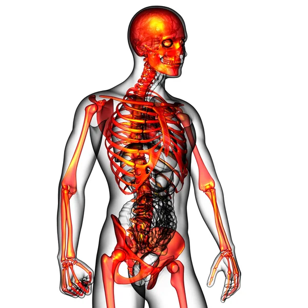 3D göra medicinsk illustration av skelett ben — Stockfoto