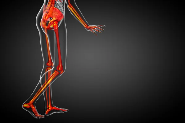 कंकाल हड्डी का 3 डी रेंडर मेडिकल इलस्ट्रेशन — स्टॉक फ़ोटो, इमेज