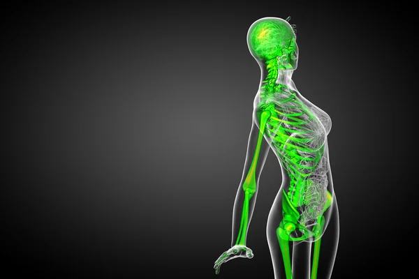 3d renderizar ilustração médica do osso esqueleto — Fotografia de Stock