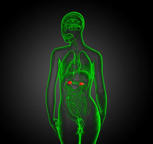 3d rendere illustrazione medica della milza — Foto Stock