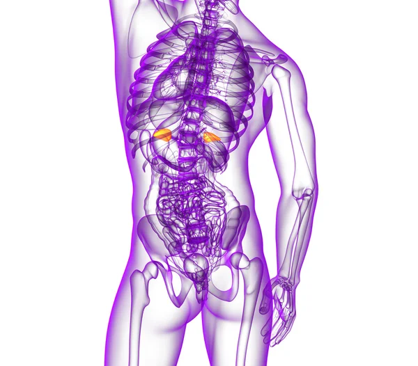 3d rendre l'illustration médicale de la rate — Photo