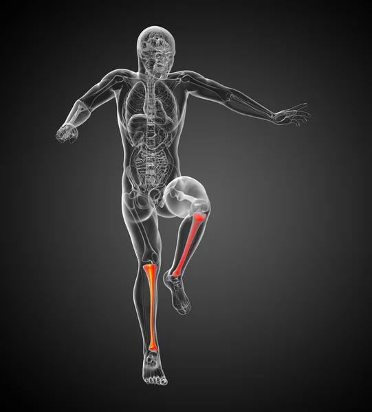 stock image 3d render medical illustration of the tibia bone