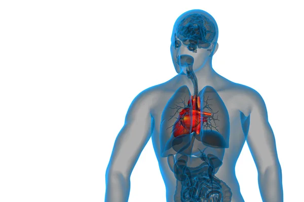 3D utsmält medicinsk illustration av ett mänskligt hjärta — Stockfoto