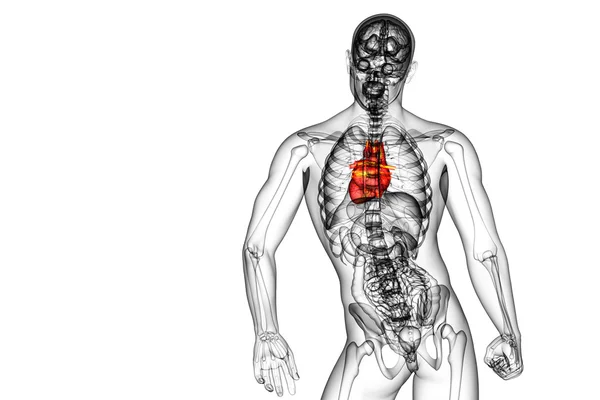 3d reso illustrazione medica di un cuore umano — Foto Stock