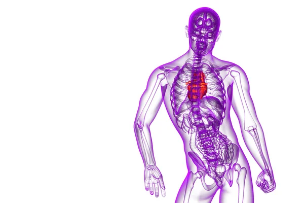 3d оказана медицинская иллюстрация человеческого сердца — стоковое фото
