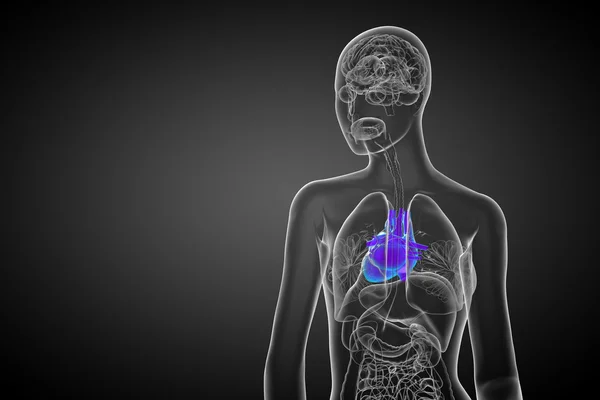 3D utsmält medicinsk illustration av ett mänskligt hjärta — Stockfoto