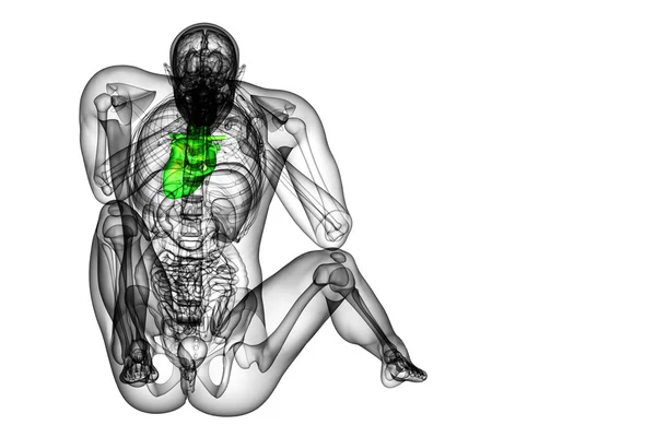 3d rendu illustration médicale d'un cœur humain — Photo