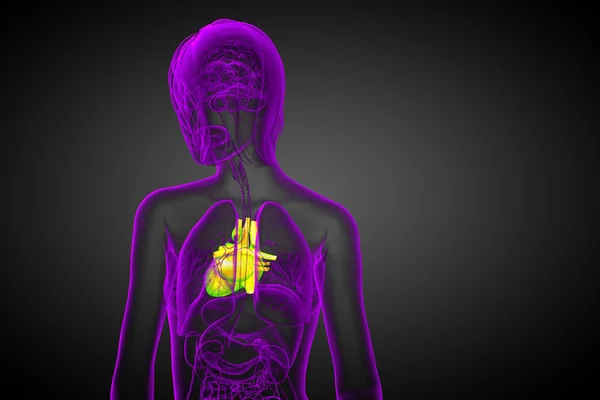 3d renderizado ilustração médica de um coração humano — Fotografia de Stock