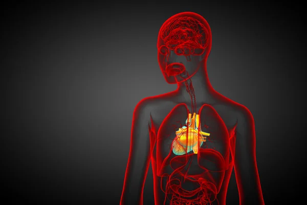 3D-s renderelt orvosi illusztráció egy emberi szív — Stock Fotó